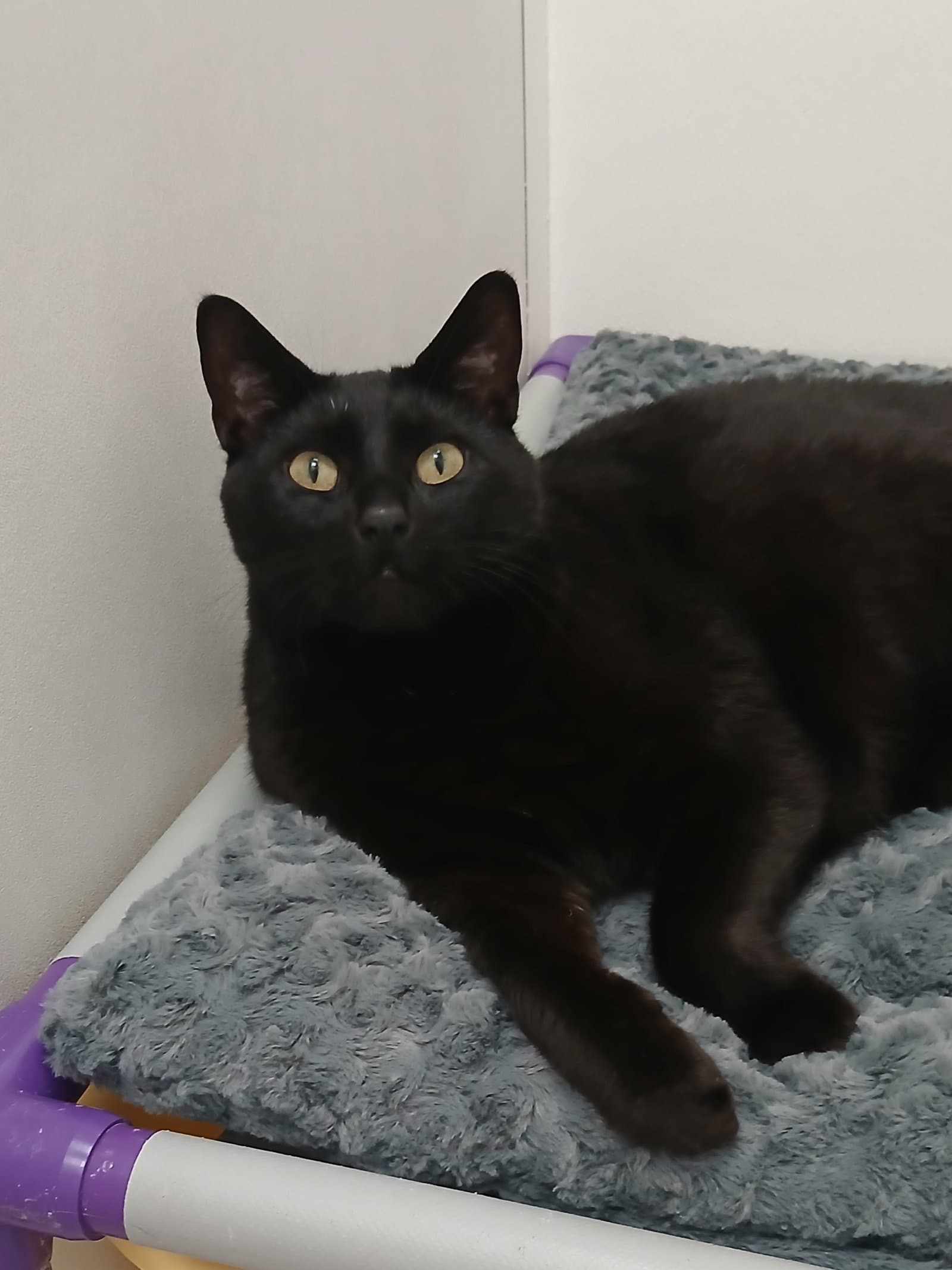 Winston - Domestic Short Hair