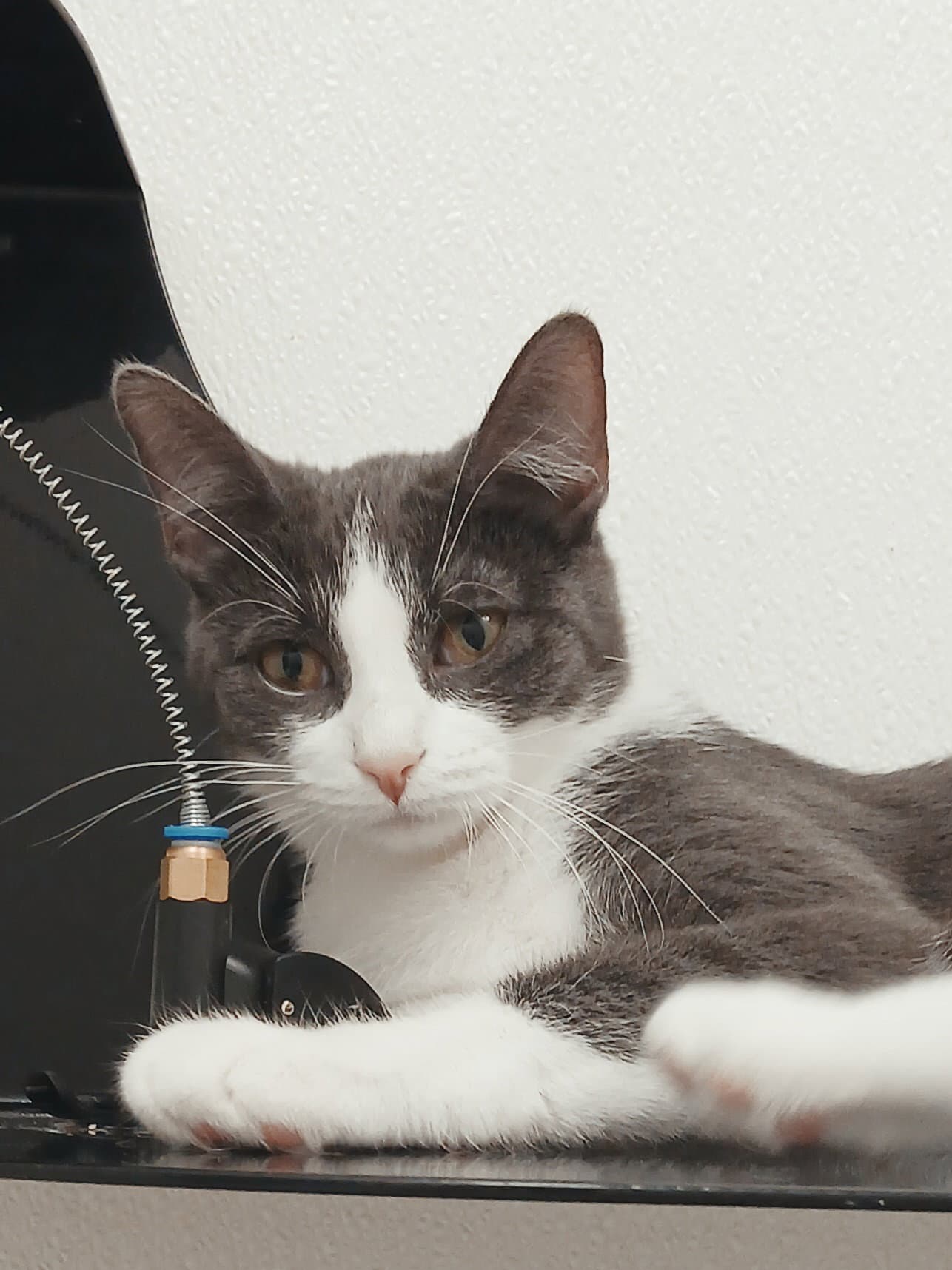 Tiff-Tiff - Domestic Short Hair
