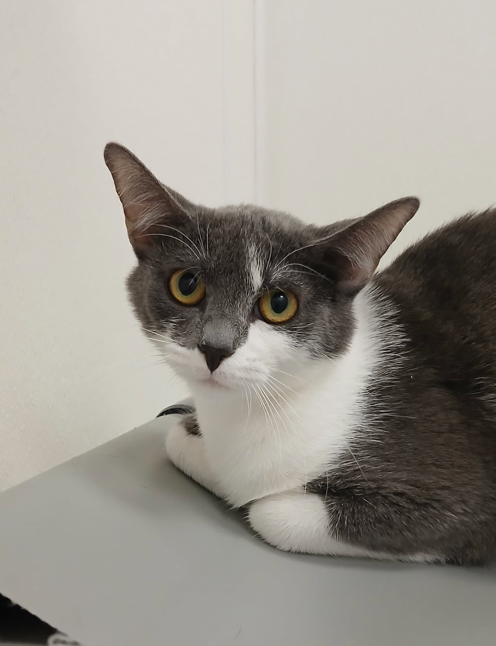 Nina - Domestic Short Hair