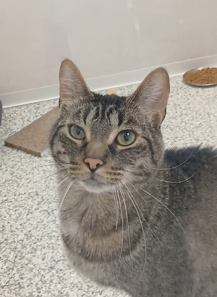 Jagger - Tabby