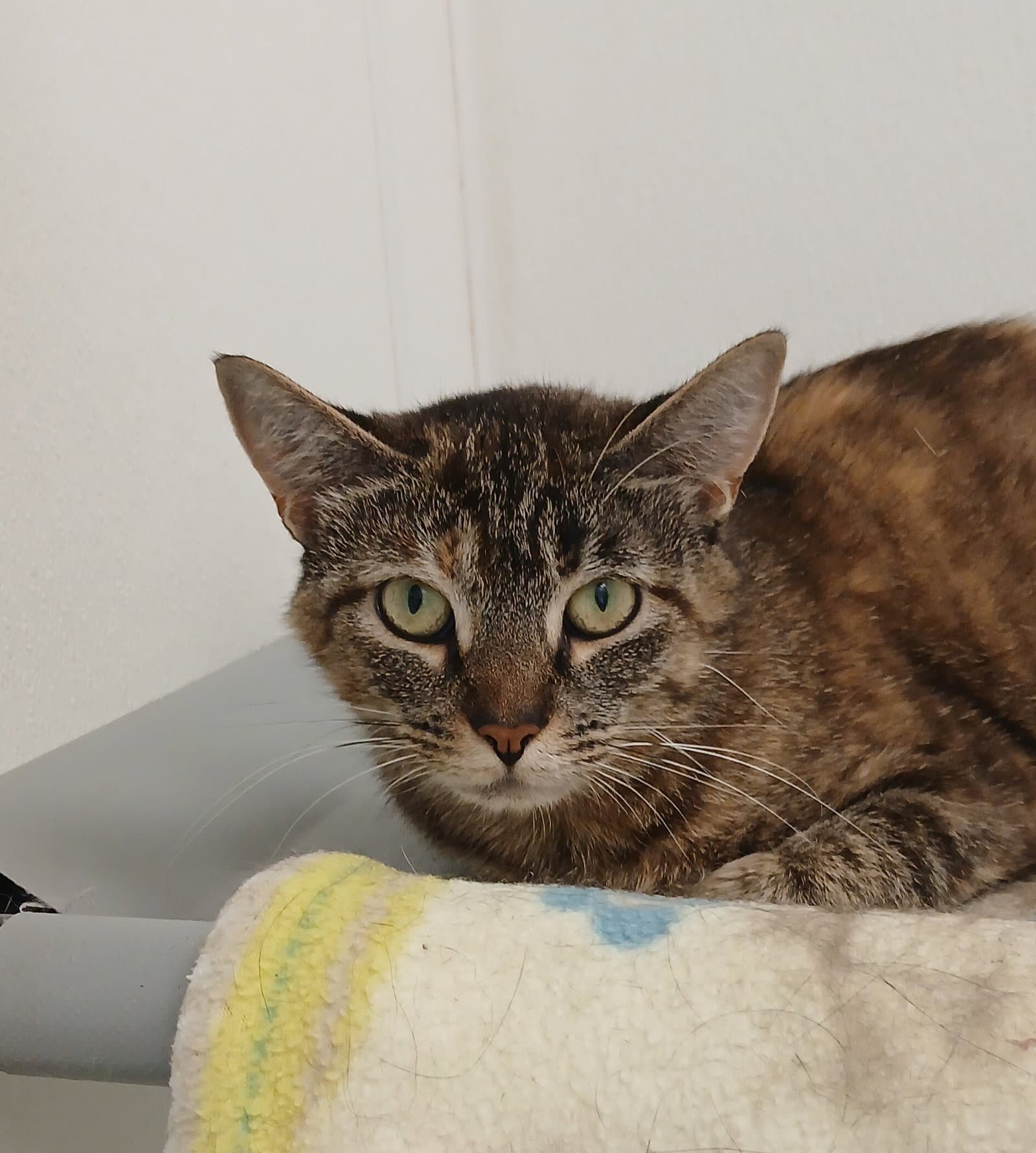 Ocean - Tabby
