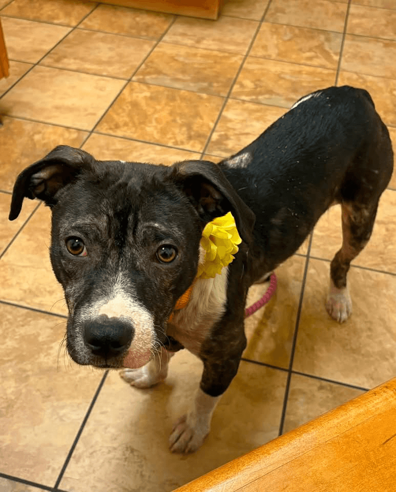 Sweet Mango - Staffordshire Bull Terrier