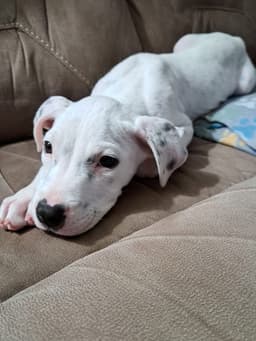 Oliver image 1