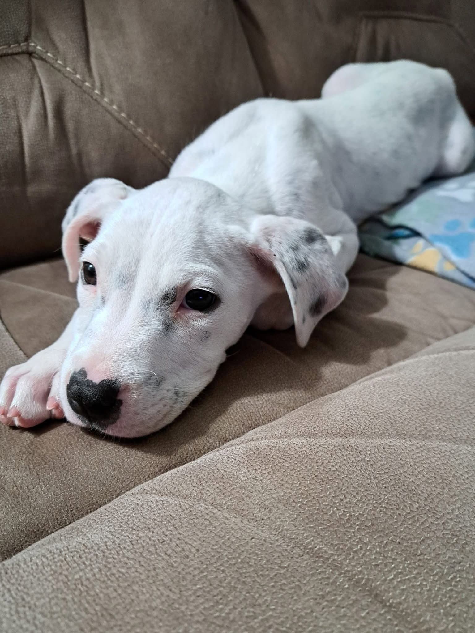 Oliver - Boxer
