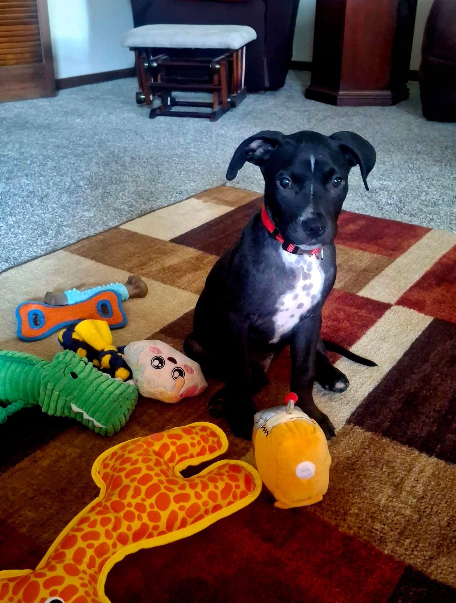 Ozzy - Boxer