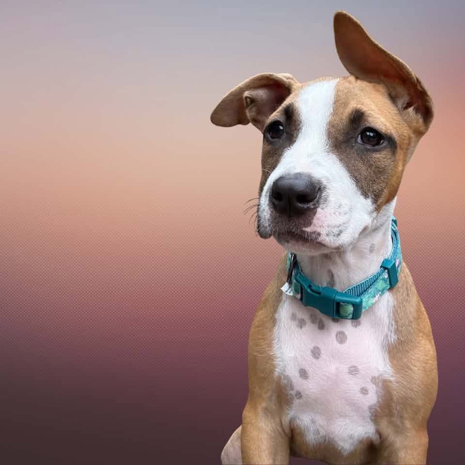 Ezzie - Boxer