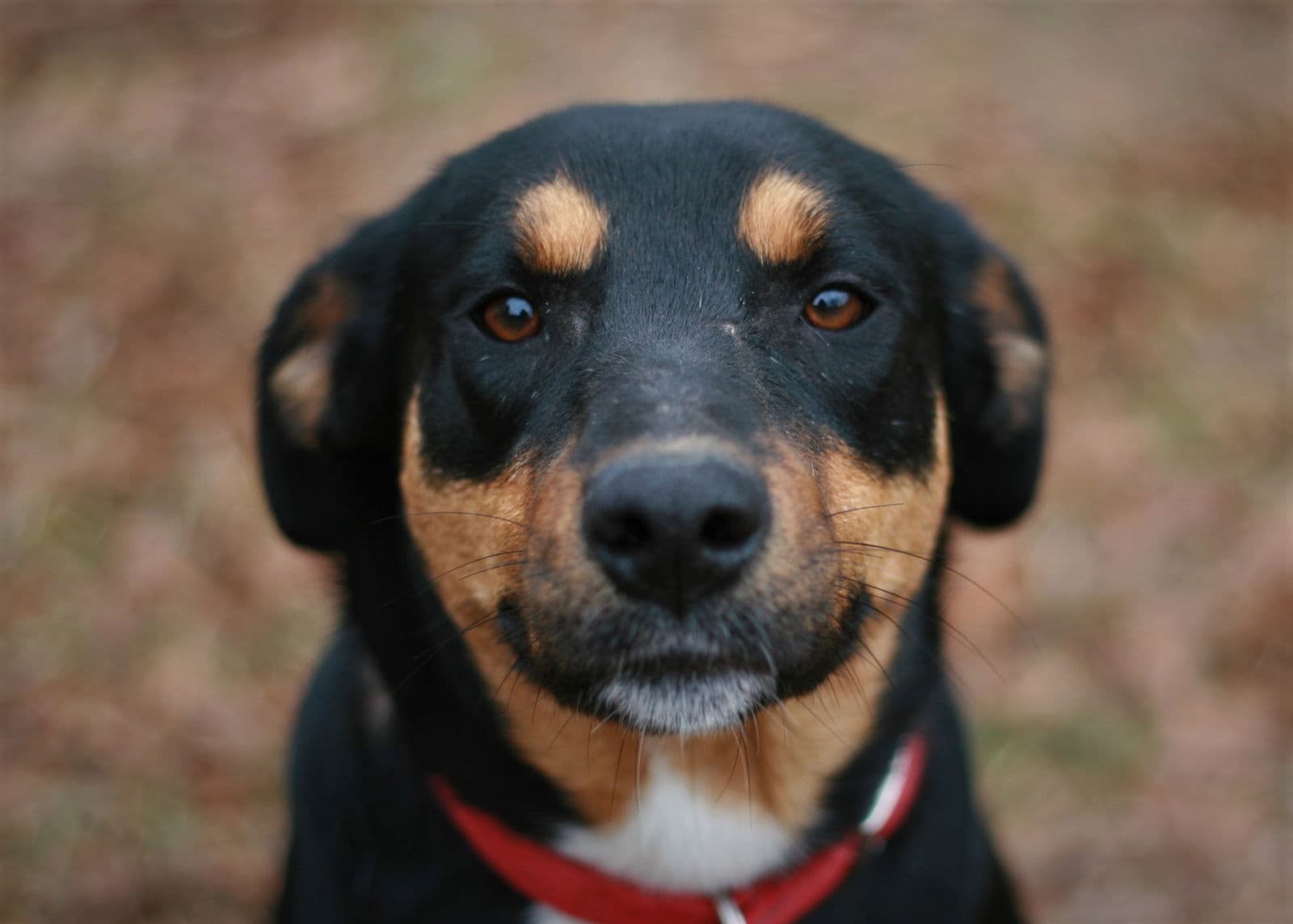Bubbles - Greater Swiss Mountain Dog