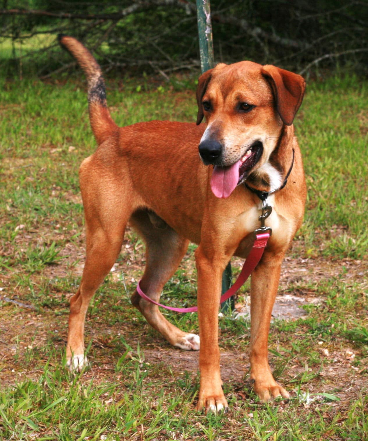 Oscar - Labrador Retriever