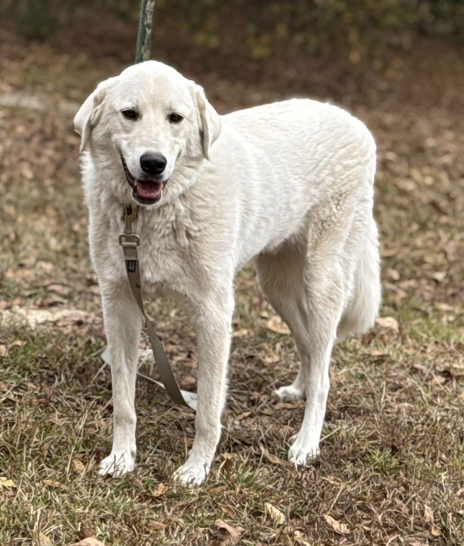 Doug - Great Pyrenees