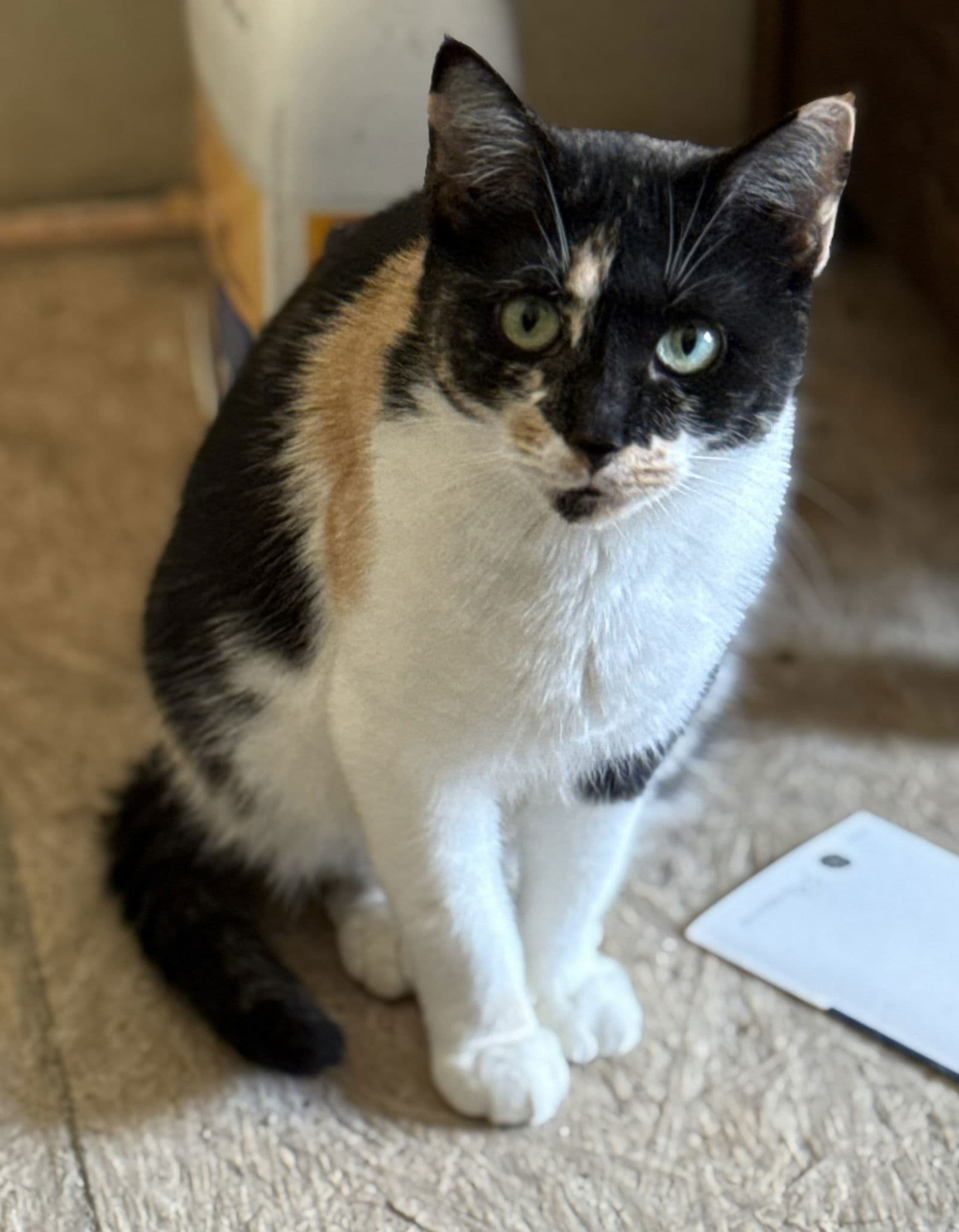 Willow - Domestic Short Hair