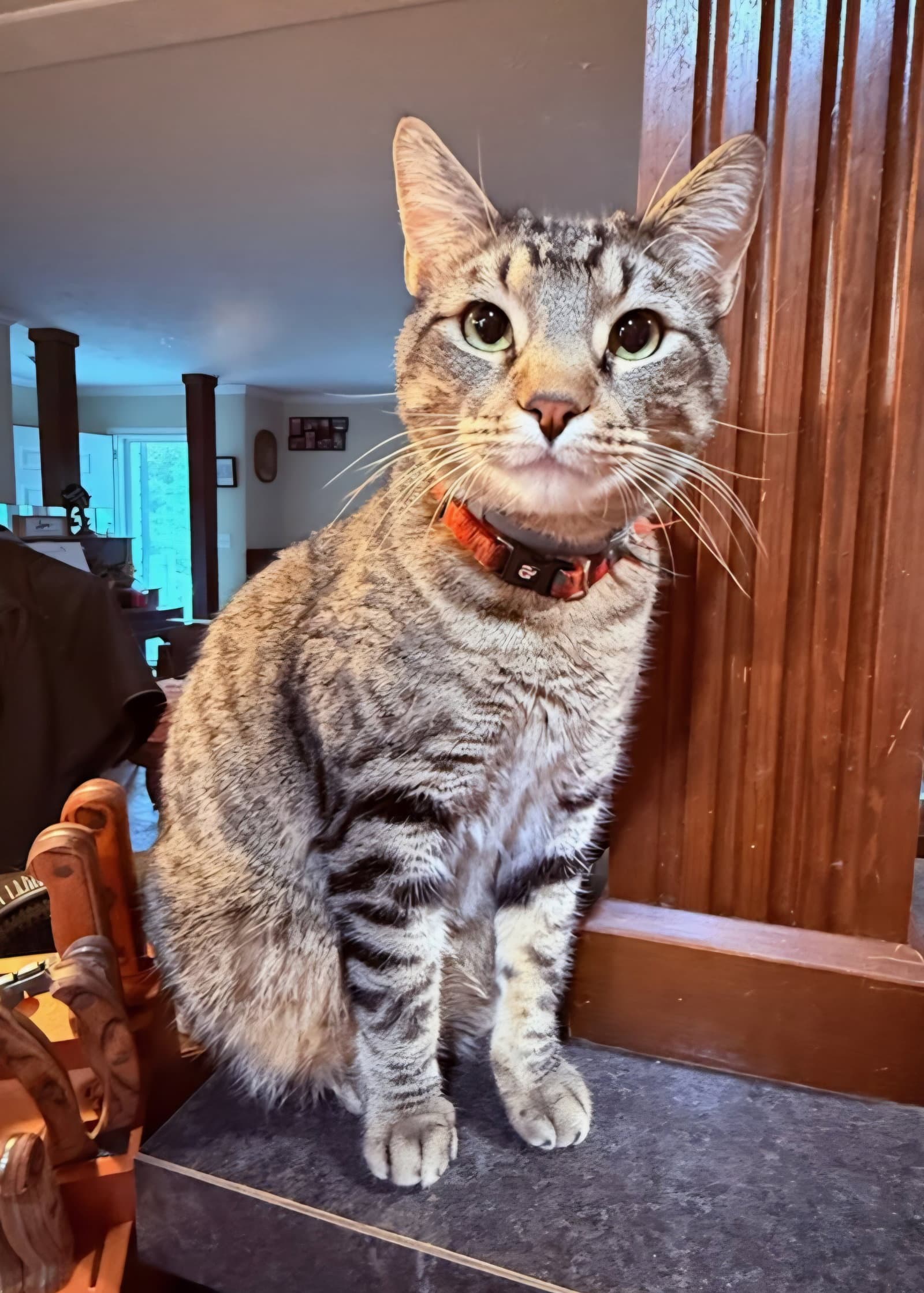 Leo - Domestic Short Hair