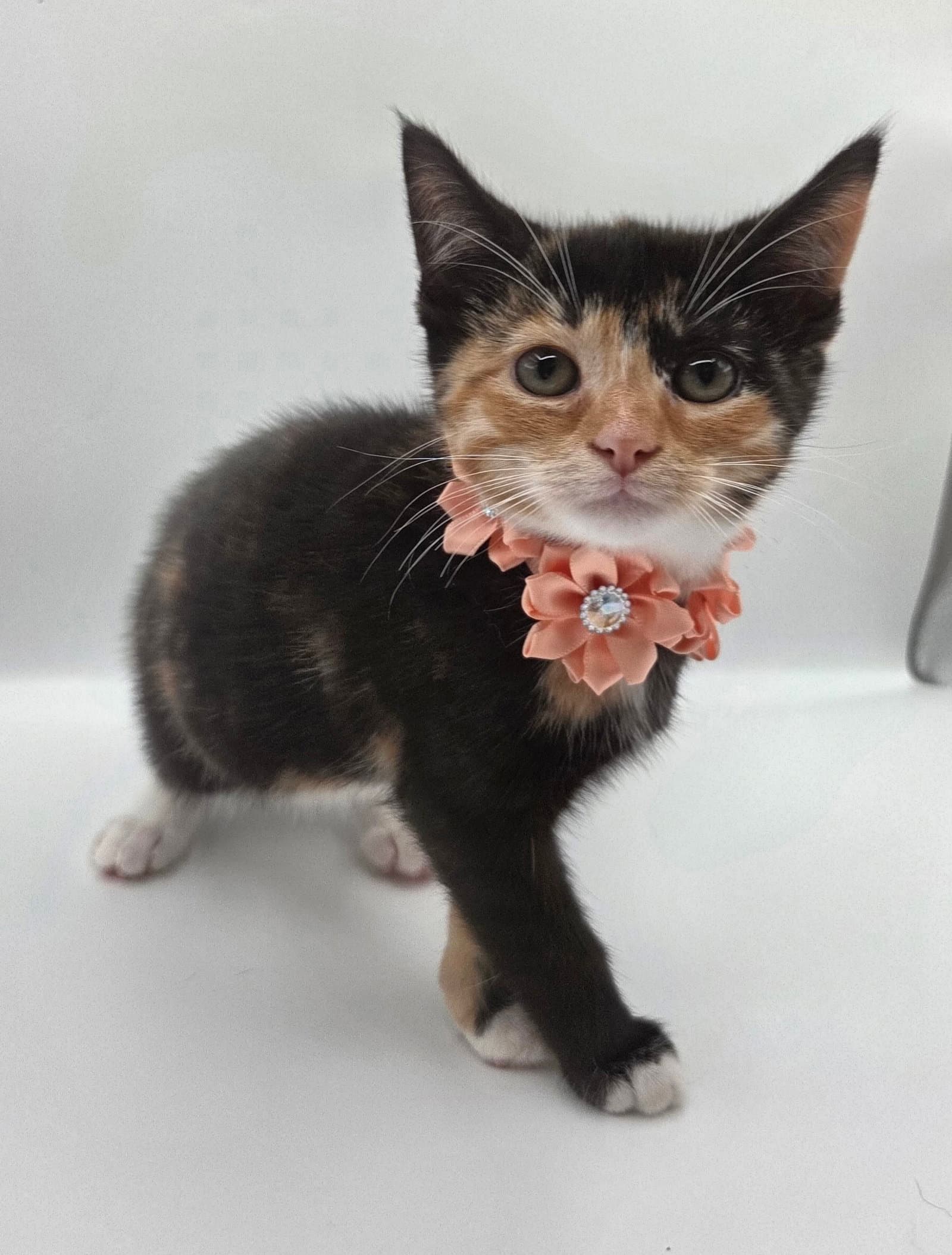 April May - Domestic Short Hair