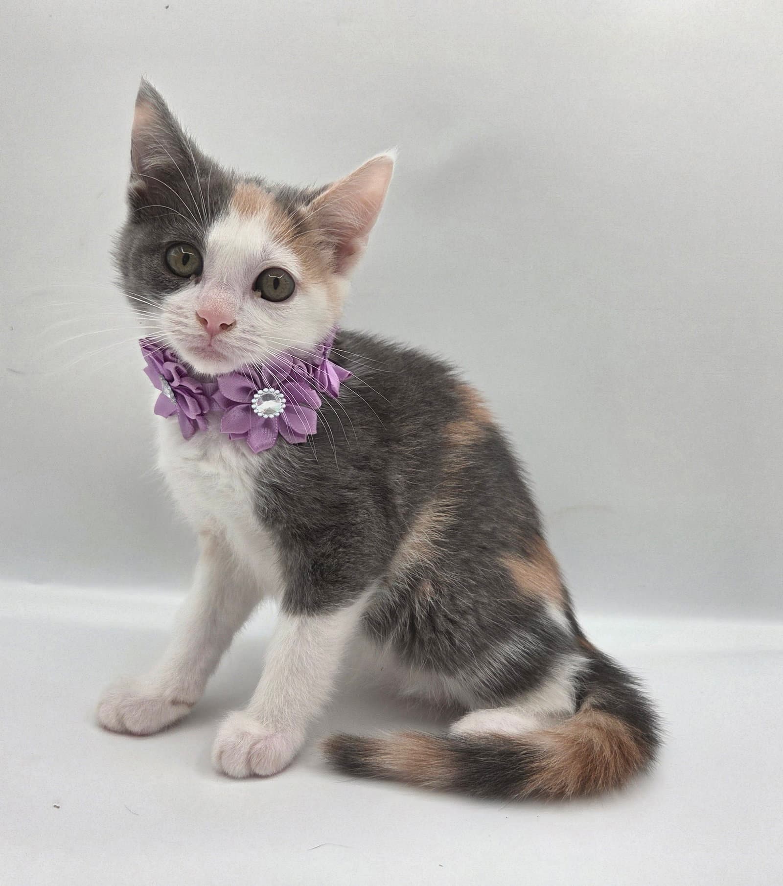 Candy - Domestic Short Hair