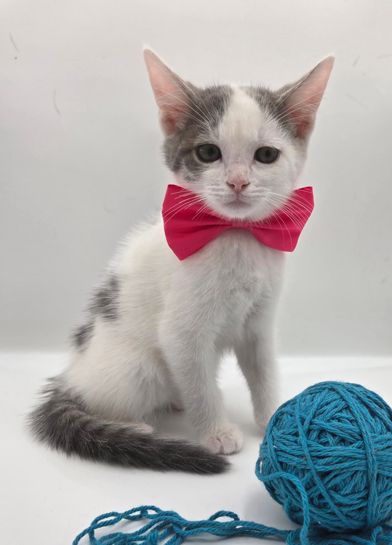 Robin - Domestic Short Hair