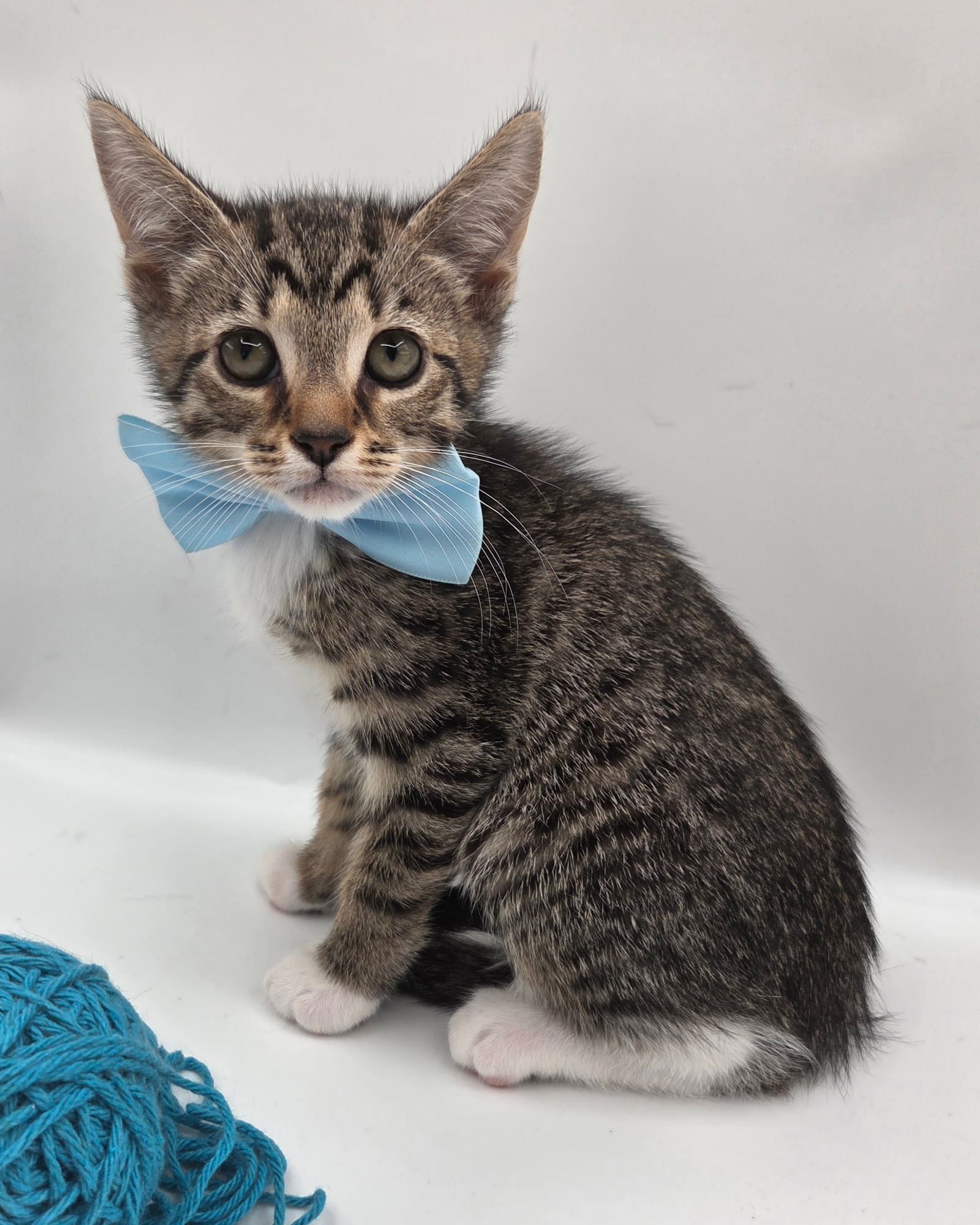 Birch - Domestic Short Hair