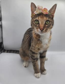 Lola May image 2