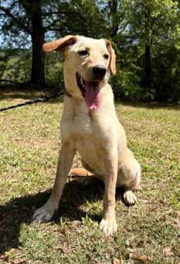 Coosa - Labrador Retriever