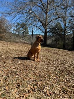 Tallie image 4
