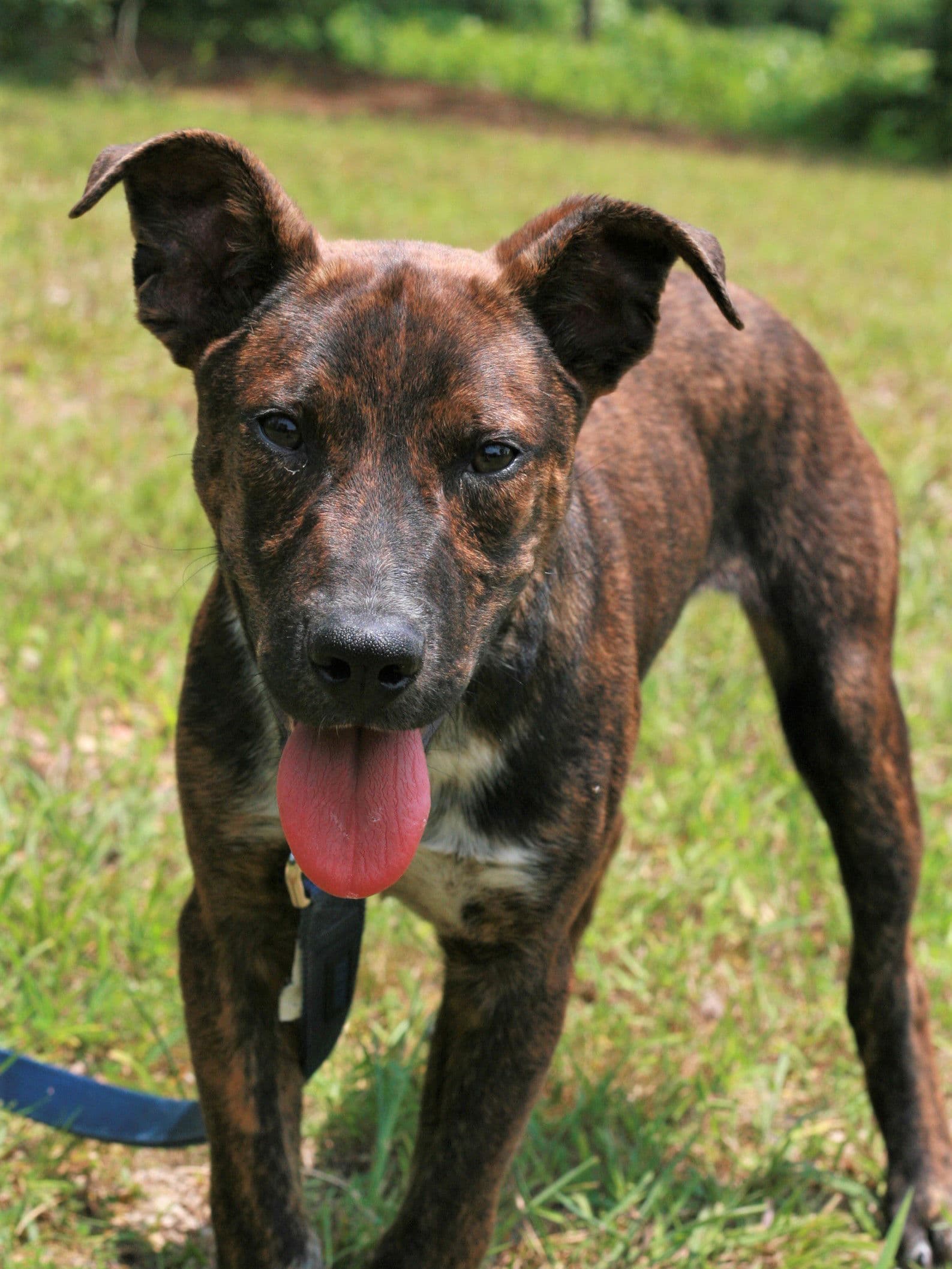 John Boy - Mountain Cur