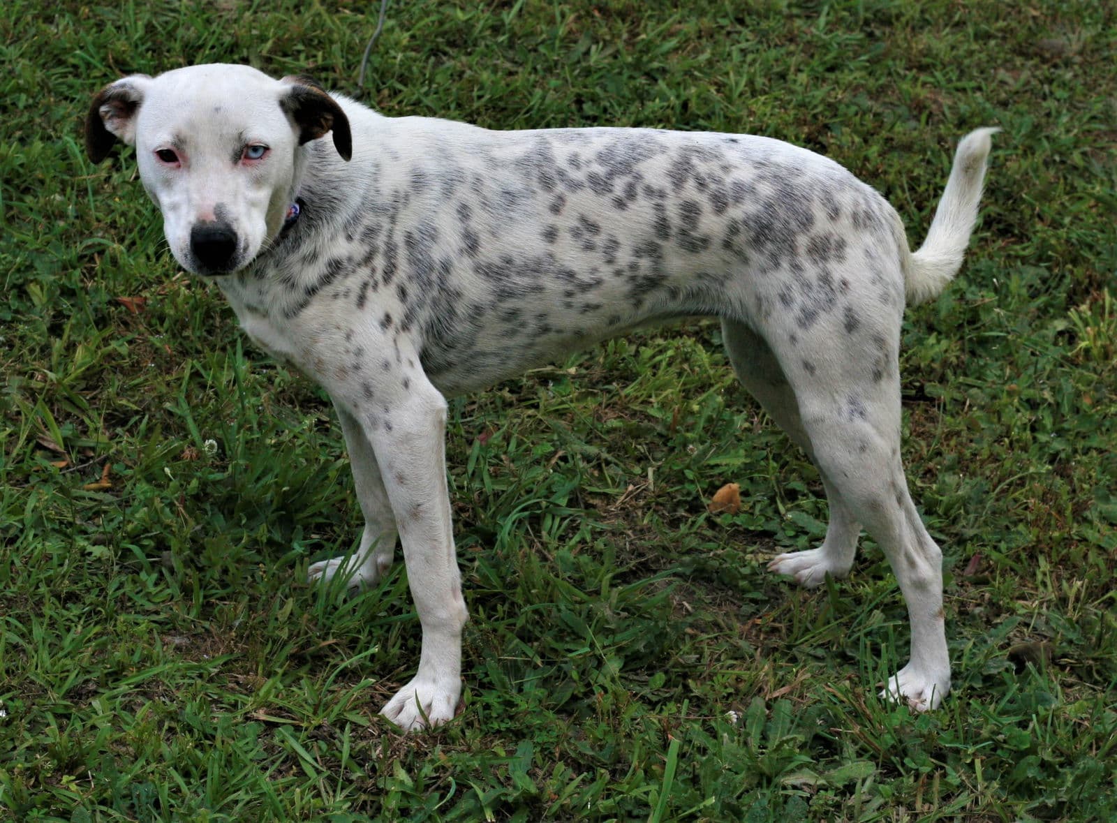 Liana - Dalmatian