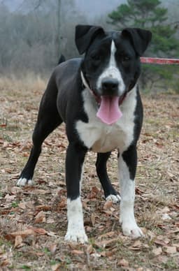 Oliver image 4