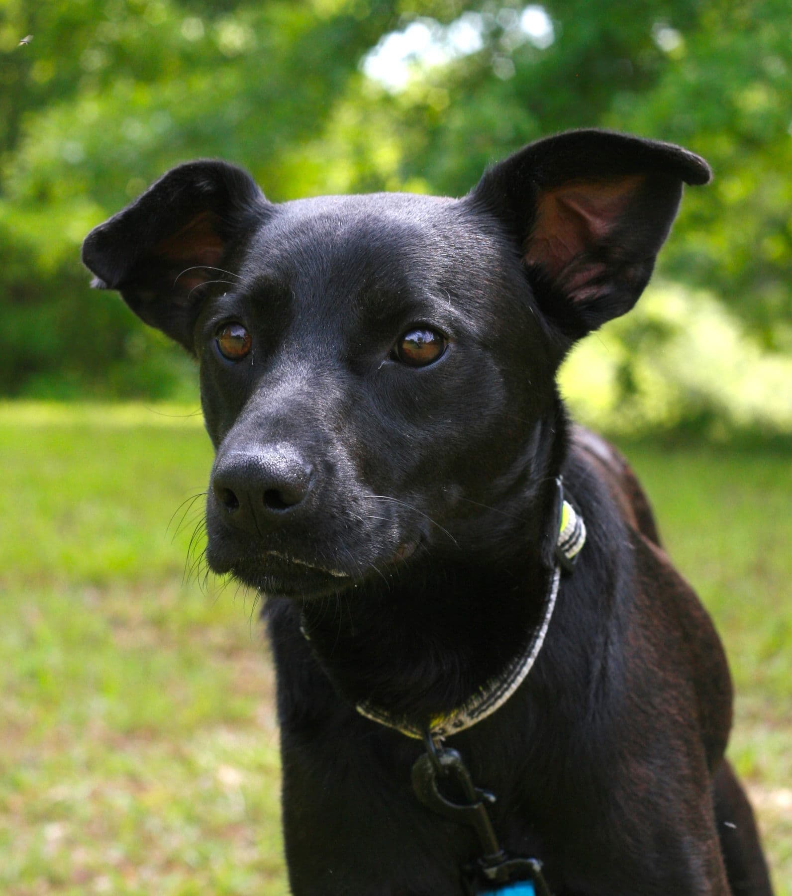 Onyx - Australian Kelpie