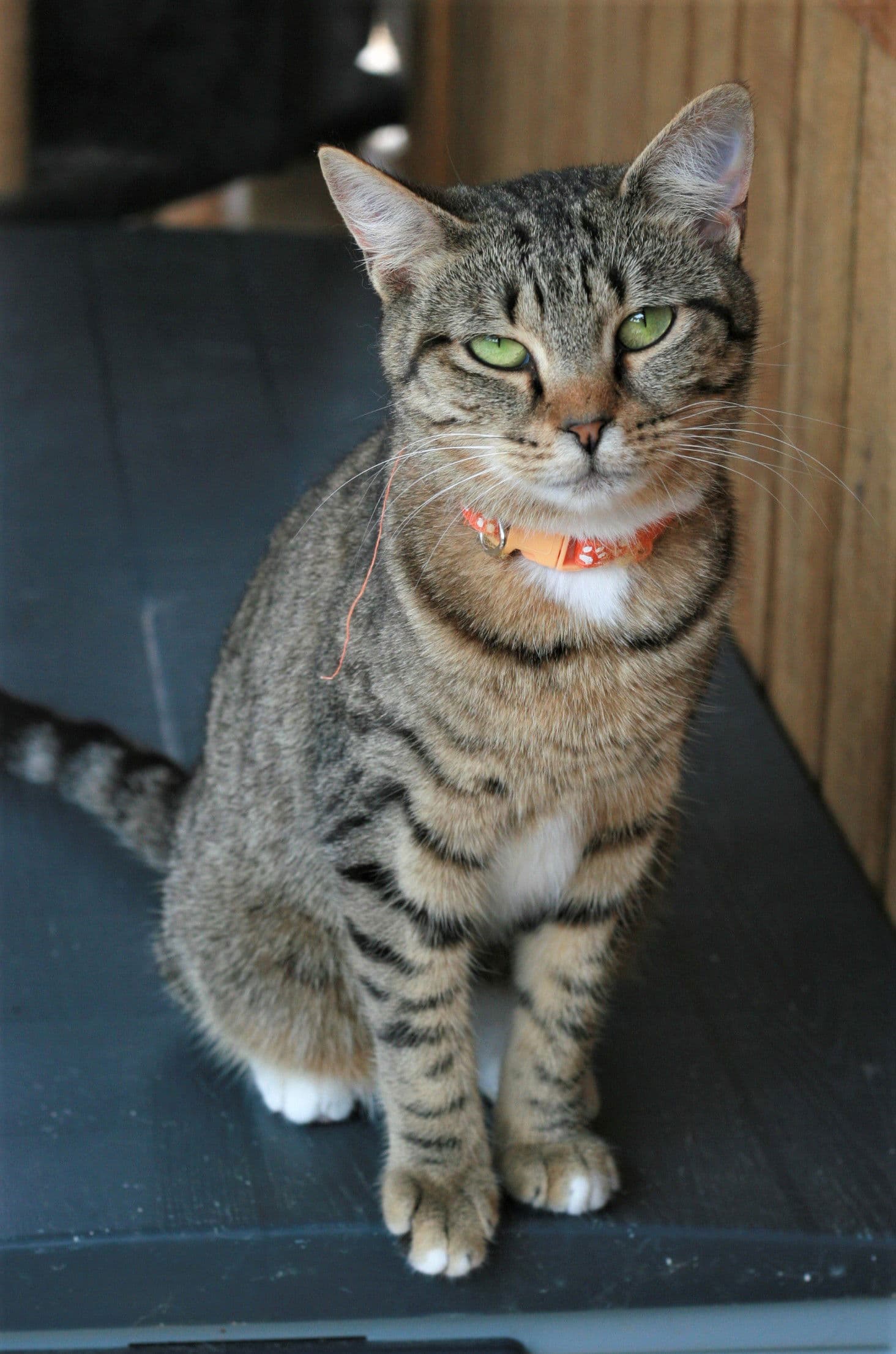 Stevella - Domestic Short Hair