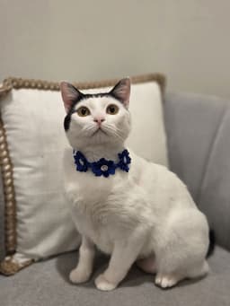 Barbara image 1