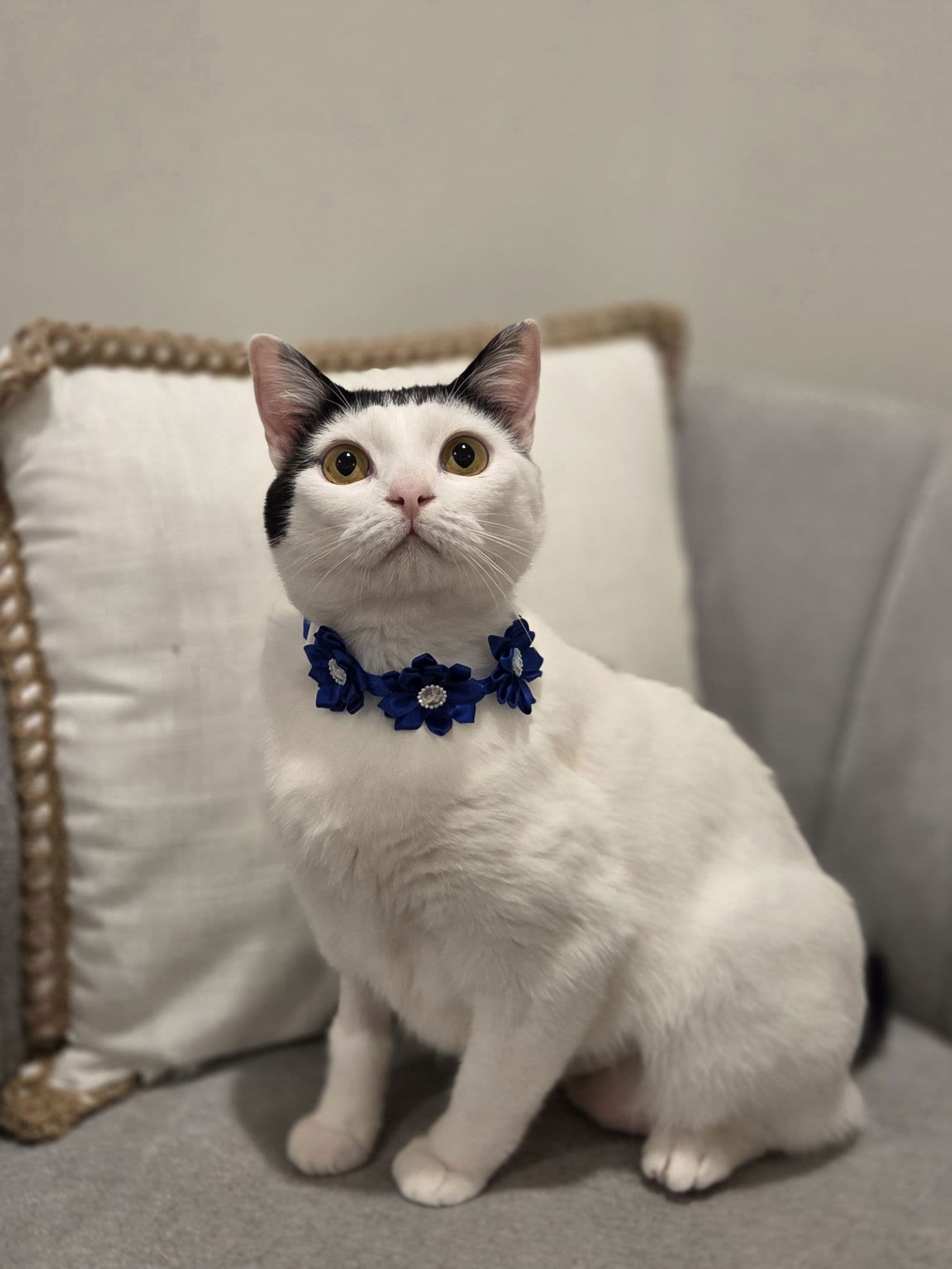 Barbara - Domestic Short Hair