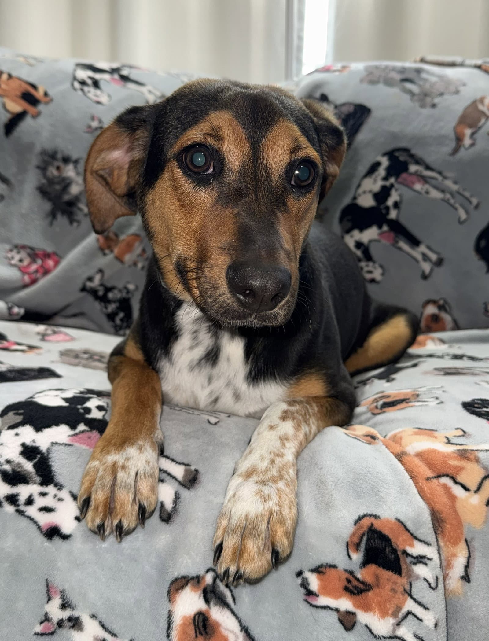 Ruby - Beagle