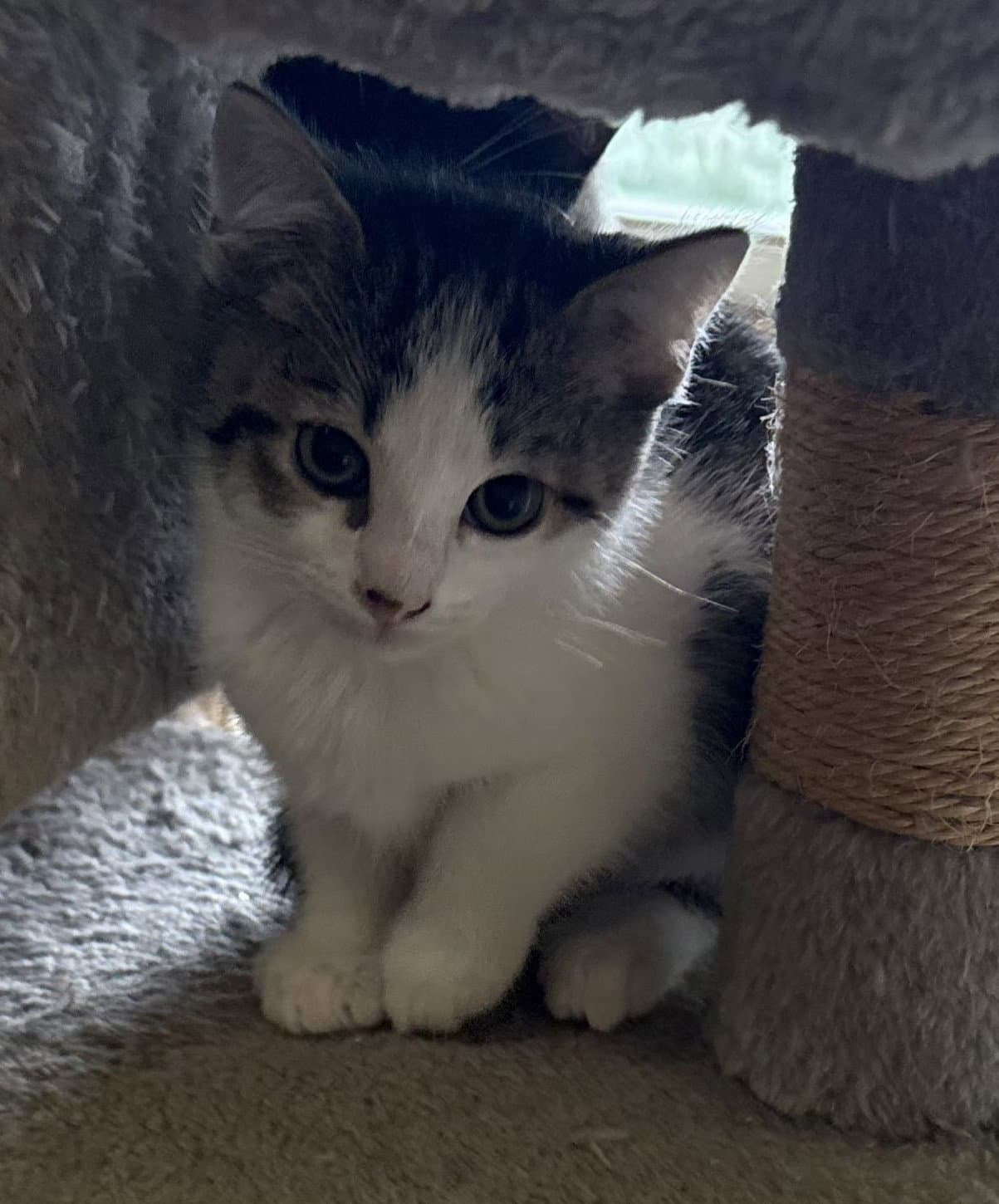 Robin - Domestic Short Hair