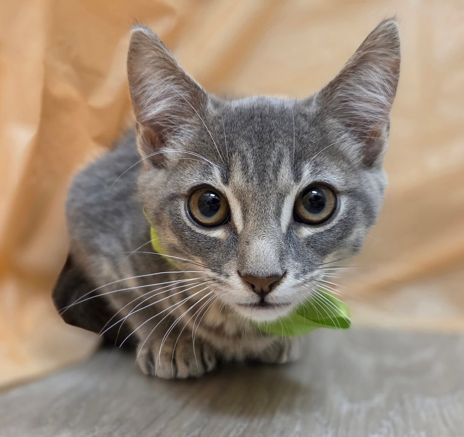 World - Domestic Short Hair