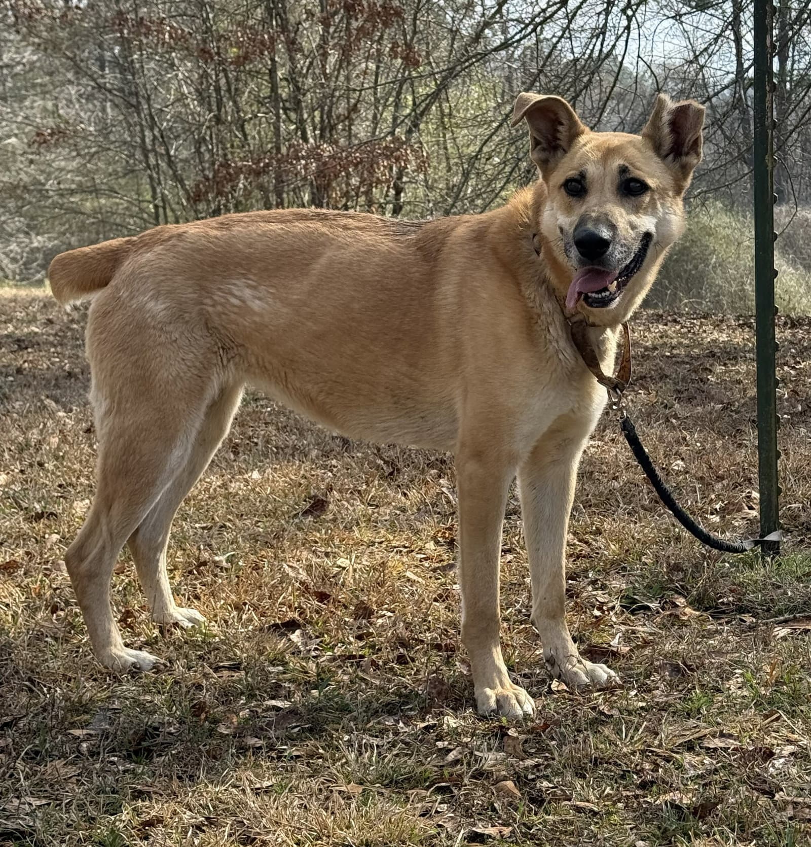 Skye - German Shepherd Dog