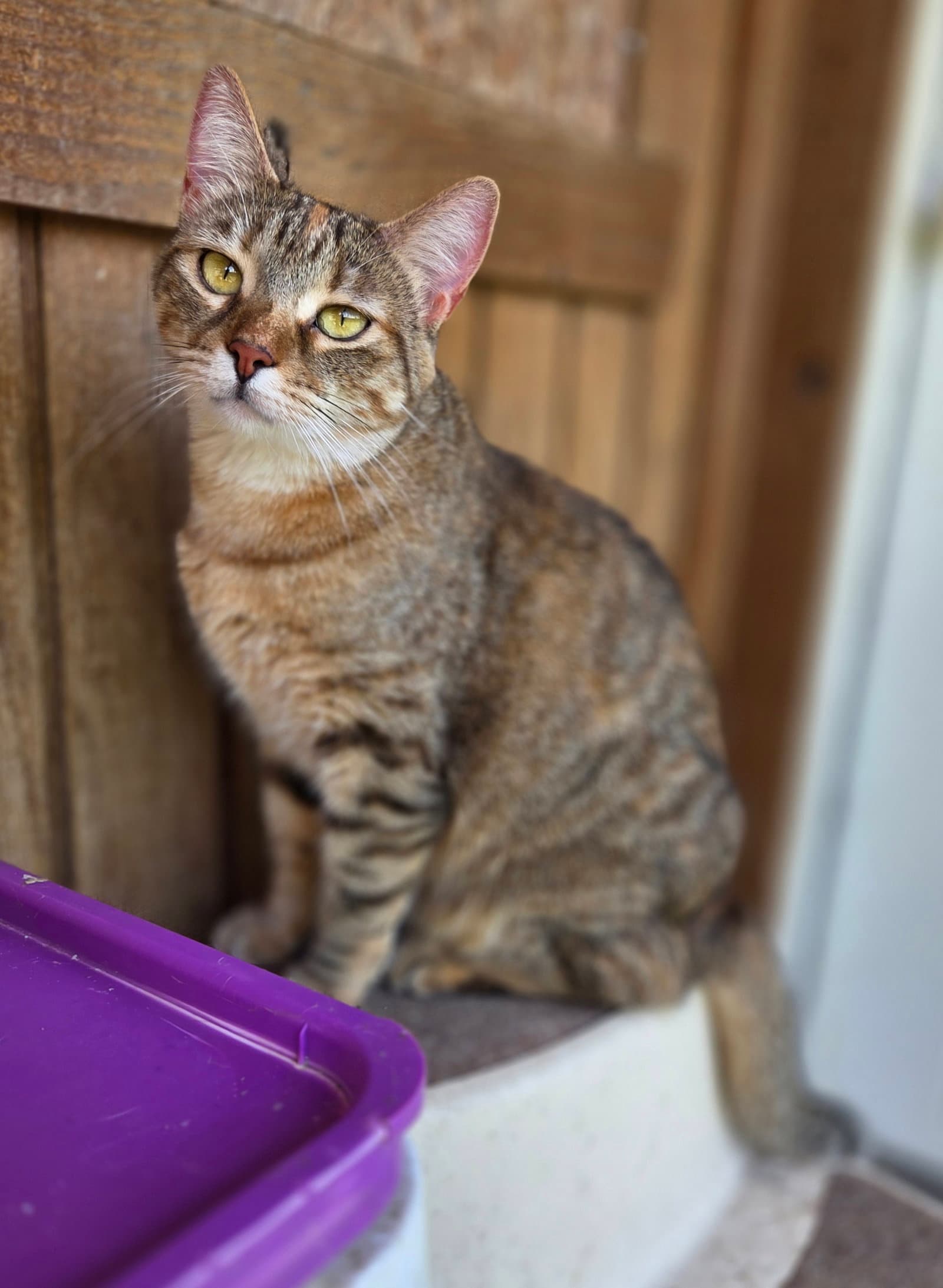 Scarlette - Domestic Short Hair