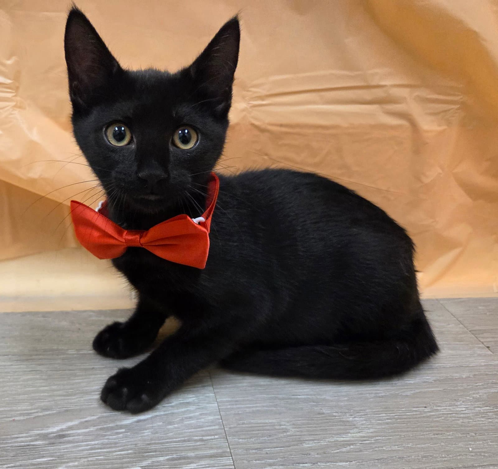 Fredrick - Domestic Short Hair