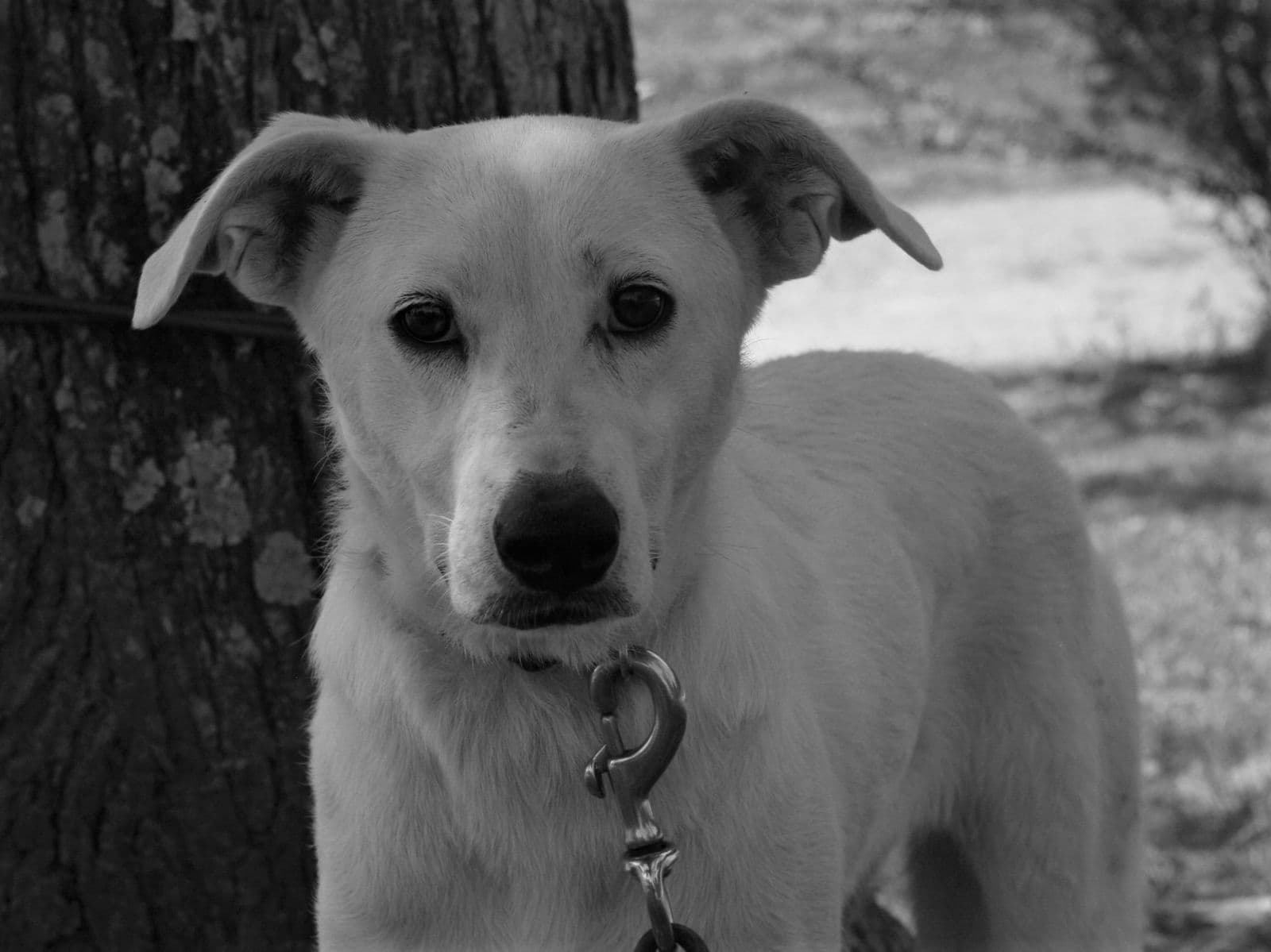 Dolly - Labrador Retriever