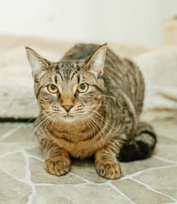 Bandit image 1
