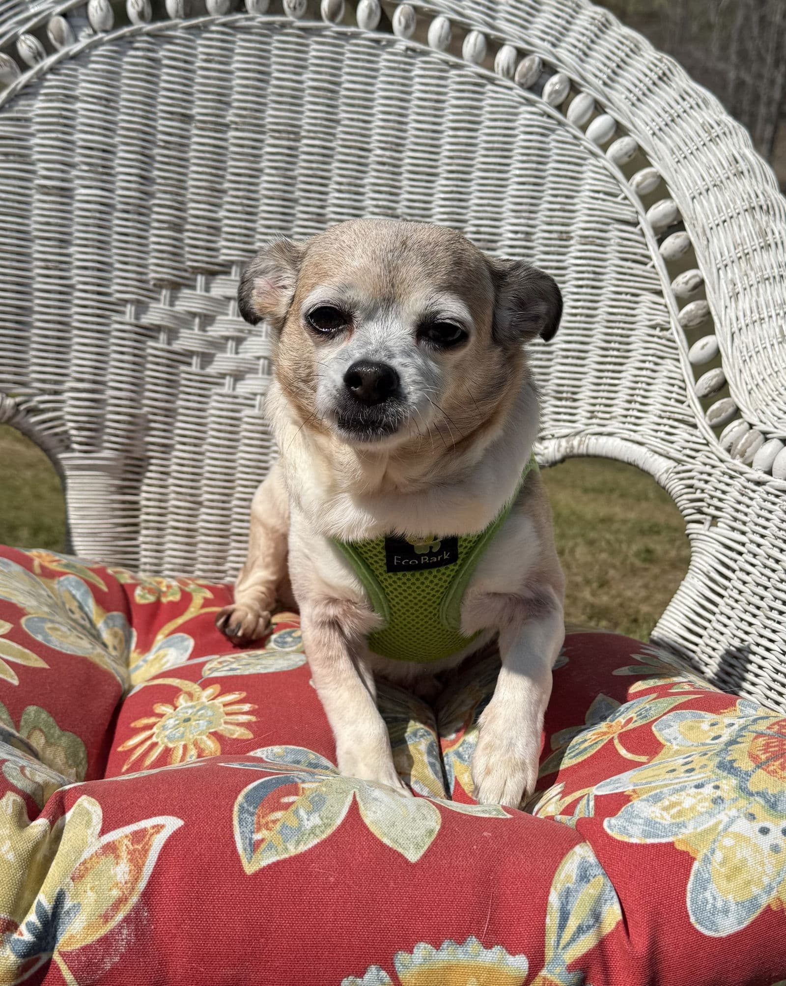Piggie - Chihuahua