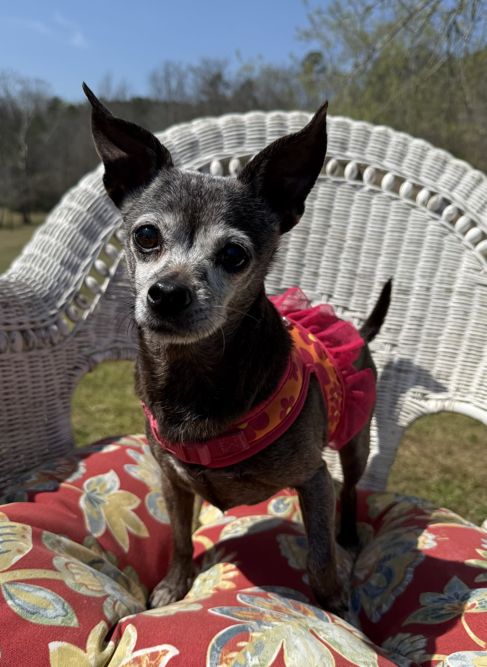 Cupcake - Chihuahua