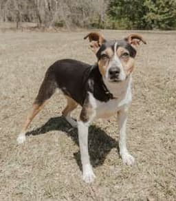 Daisey image 1