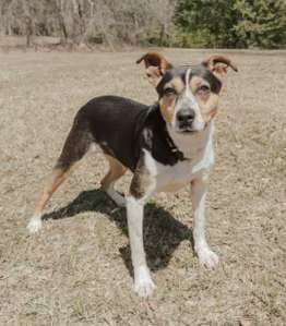 Daisey - Beagle