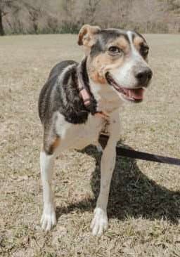 Daisey image 2