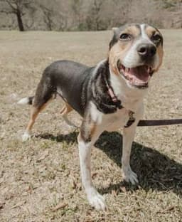 Daisey image 3