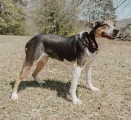 Daisey image 4