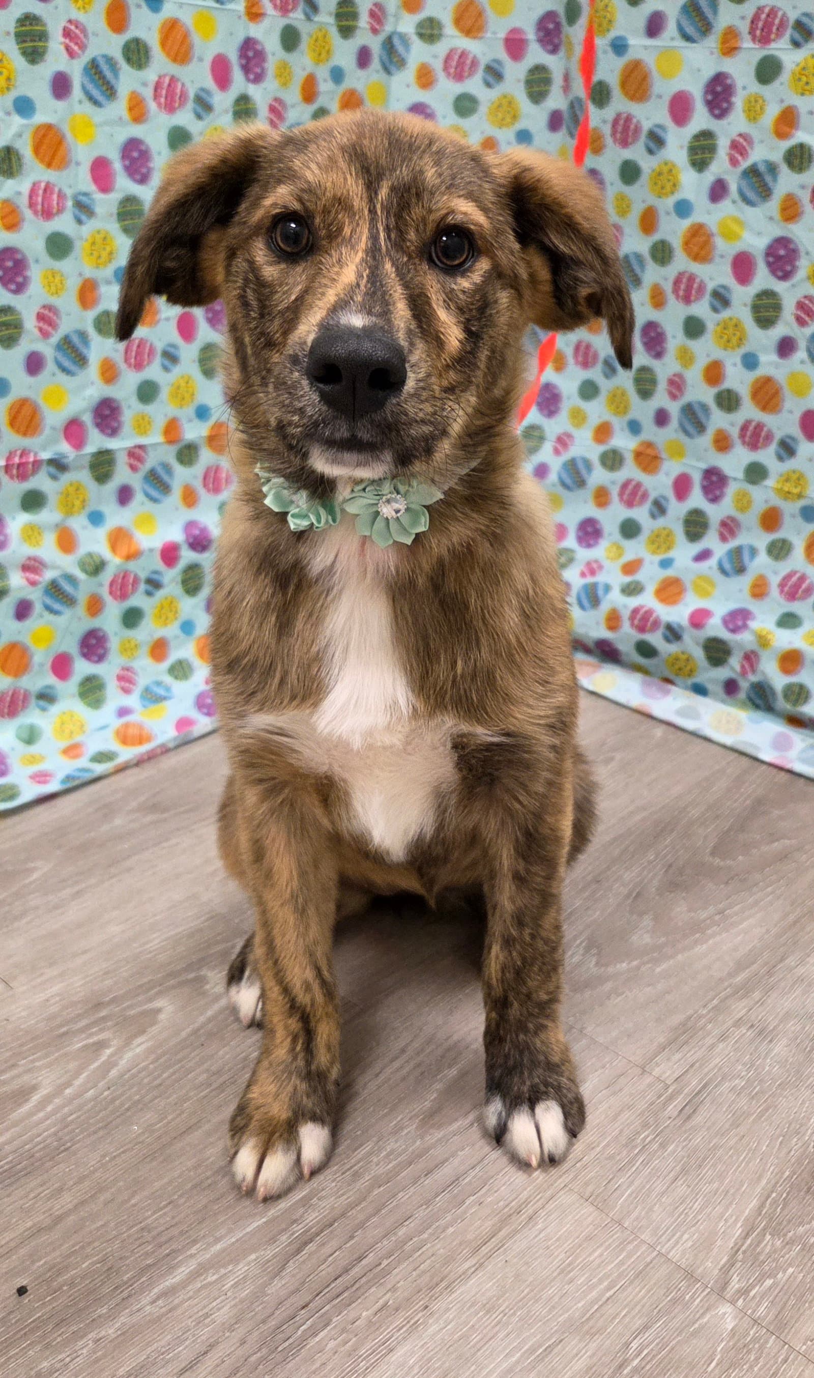 Yuki - Belgian Shepherd Malinois