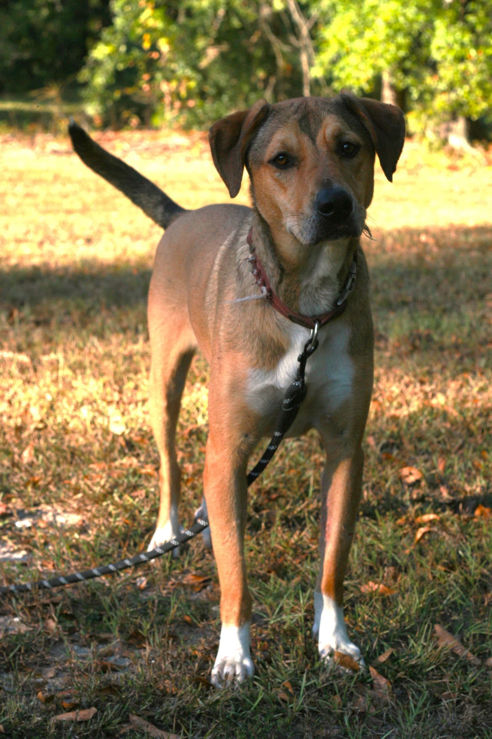 Nora - German Shepherd Dog