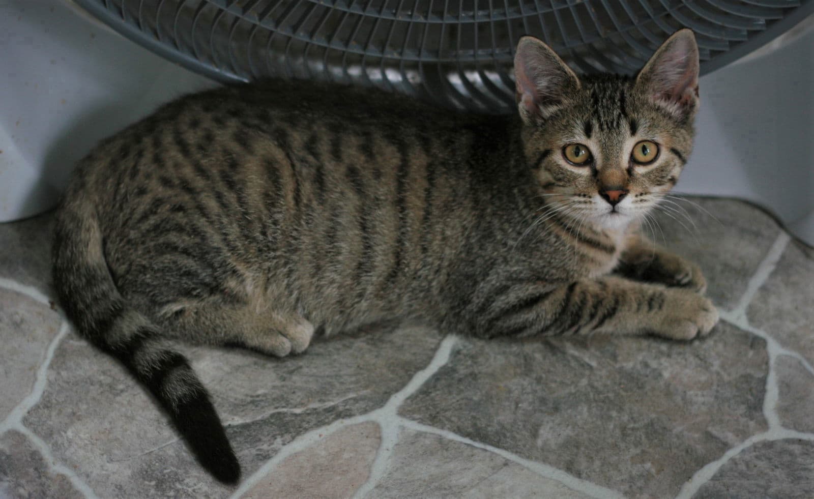Chowder - Domestic Short Hair