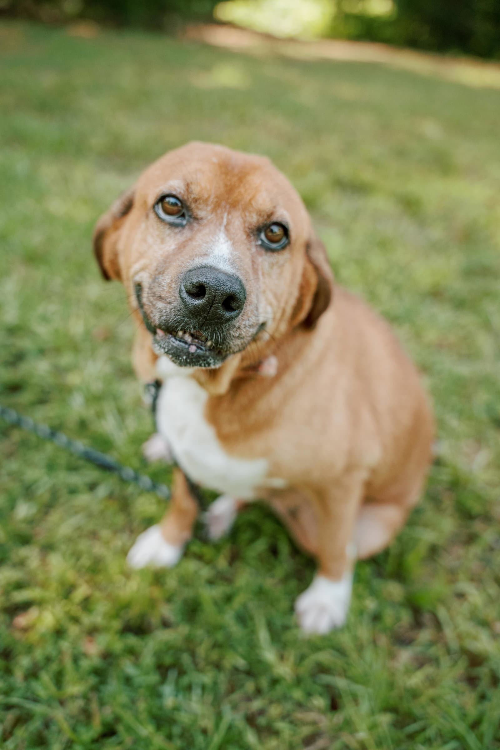 Hannah - Basset Hound