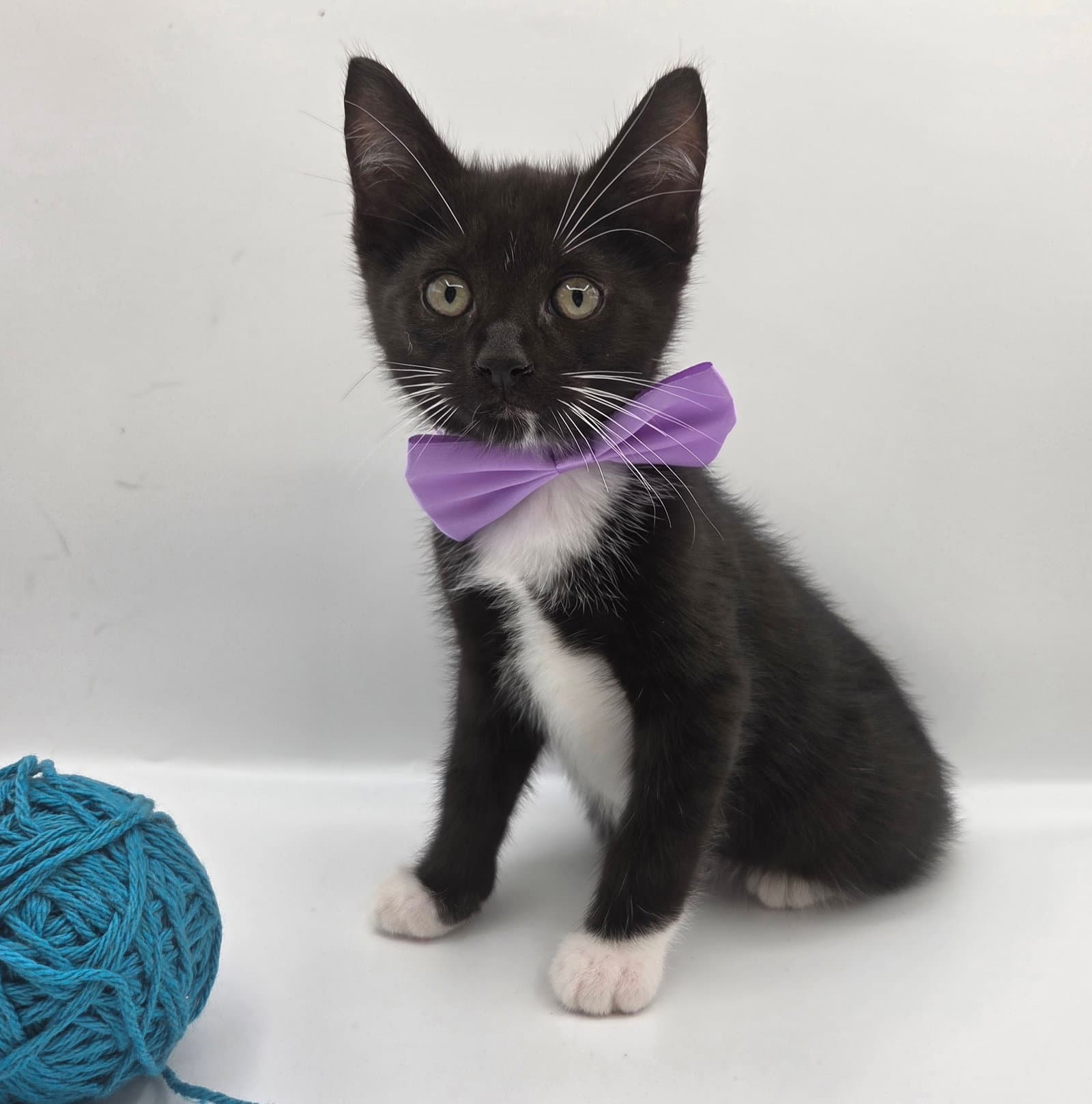 Jelly - Domestic Short Hair