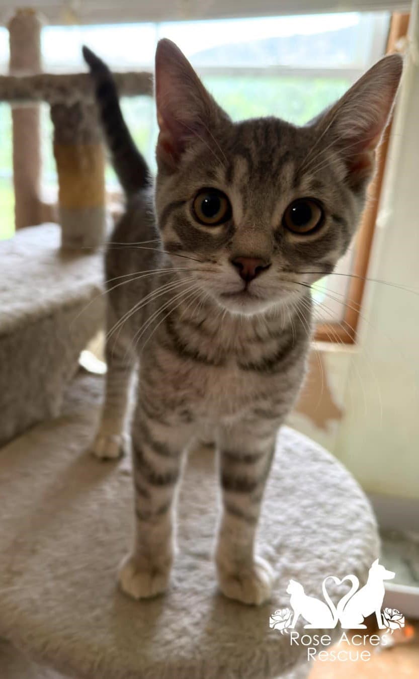March - Domestic Short Hair